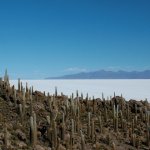 Salar d'uyuni 129 - Isla Pescado cactus - Bolivie