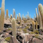 Salar d'uyuni 114 - Isla Pescado cactus - Bolivie