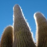 Salar d'uyuni 089 - Cactus - Bolivie