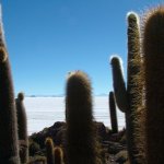 Salar d'uyuni 099 - Isla Pescado cactus - Bolivie