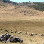 Sacsahuaman 020 - Campagne avec moutons - Perou