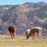 Sacsahuaman 030 - Lamas - Perou