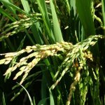 Dalat - 113 - Grain de riz - Vietnam