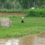 Dalat - 033 - Homme dans riziere - Vietnam