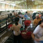 Dalat - 041 - Travailleuse pour soie - Vietnam