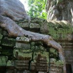 Angkor - 138 - Ta Prohm - Racine sur pierre - Cambodge