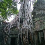 Angkor - 134 - Ta Prohm - Arbre sur monument - Cambodge
