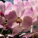 Chiang Mai Alentours - 71 - Orchidee rose - Thailande