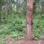 Koh Lanta - 102 - Hevea arbre caoutchouc - Thailande