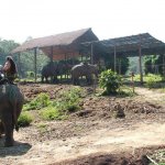 Chiang Mai Alentours - 012 - Elephants - Thailande