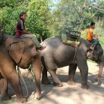 Chiang Mai Alentours - 011 - Elephant - Thailande