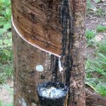 Koh Lanta - 103 - Hevea arbre caoutchouc - Thailande