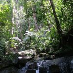 Pulau pangkor - 032 - Foret et cascade - Malaisie