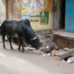 Benares Varanasi 324 - Vache ordures - Inde