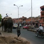 Jaipur 032 - Rue avec animaux - Inde
