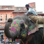Jaipur 028  - Elephants decores - Inde