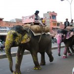 Jaipur 024 - Elephants decores - Inde
